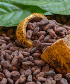 Premium Organic Cacao